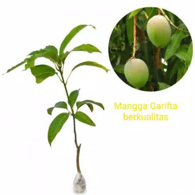 Bibit Mangga Garifta Okulasi Cepat Berbuah