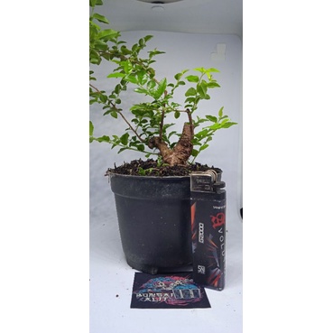 bahan bonsai kibesi mame