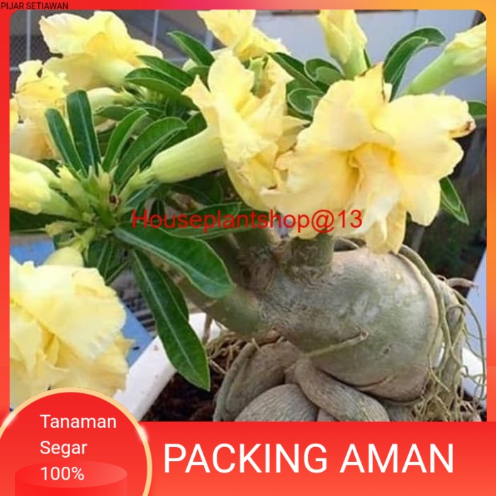 bibit tanaman adenium bunga kuning bonggol besar kamboja jepang bonsai -HPS@13