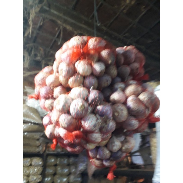 

bawang putih tunggal