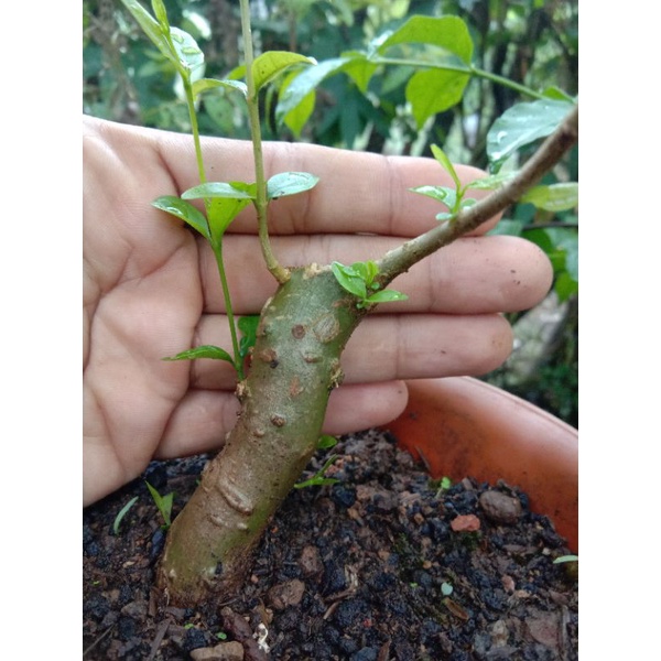 Anting Putri | Bahan Bonsai Mame