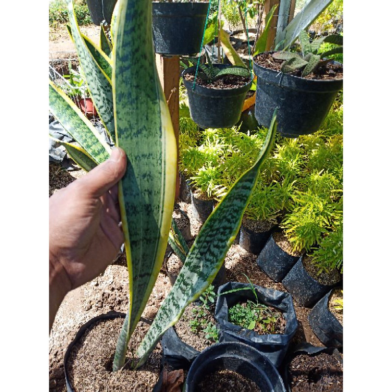 Lidah mertua/sensivera