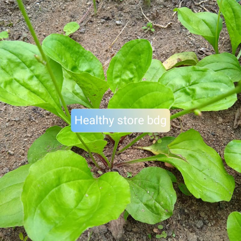

Daun Ki urat Segar Daun Sendok 500 Gram