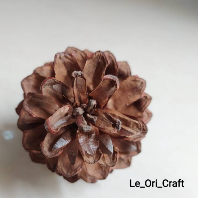 Pine Cone Buah Pinus Kerucut Pinus Biji Pinus size L Pine Cone Buah Pinus Kerucut Pinus Biji Pinus size L
