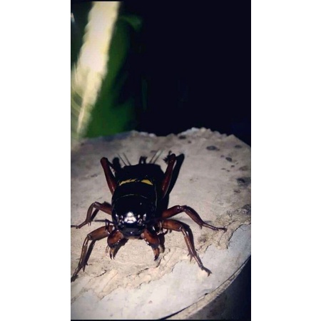 Jangkrik kalung aduan super / jangkrik aduan pilihan / jangkrik genggong / jangkrik gunung / jangkri