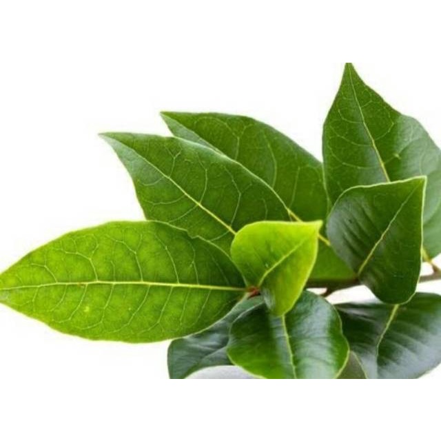 

DAUN SALAM 1 PCS