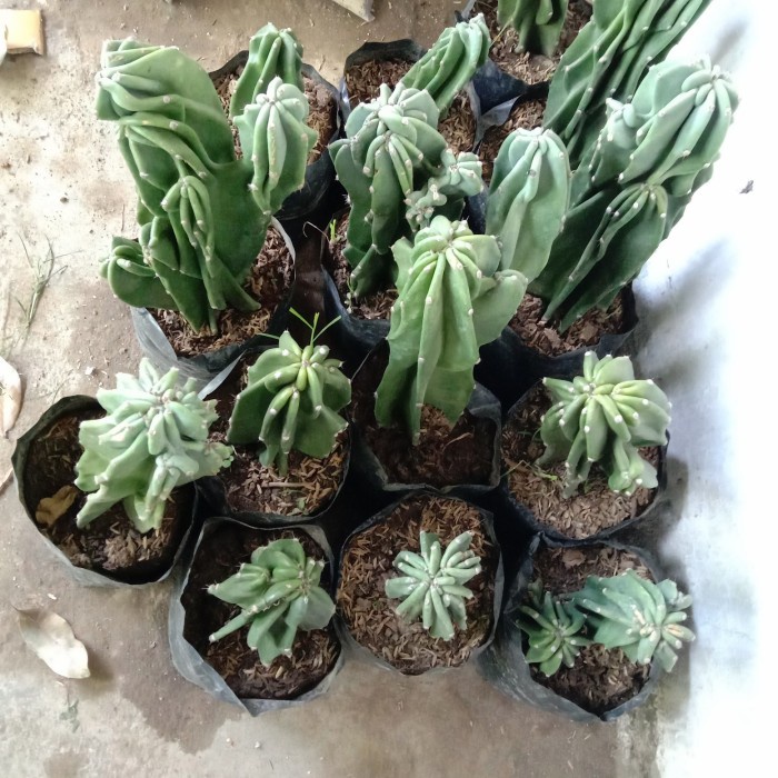 BIBIT JENIS KAKTUS LILIN