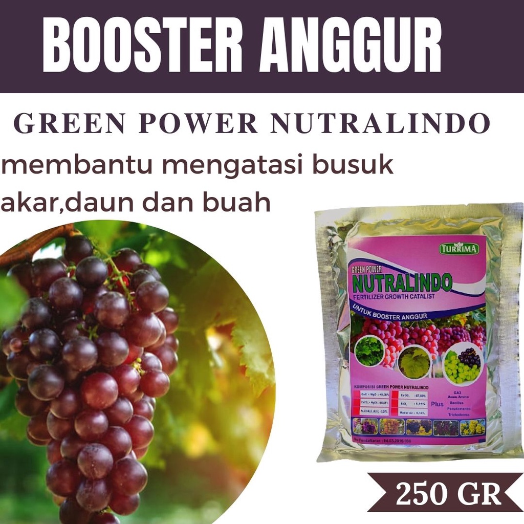 Pupuk Anggur Masa Pembuahan, Booster Buah Anggur, Fertilizer Pemacu Pembungaan