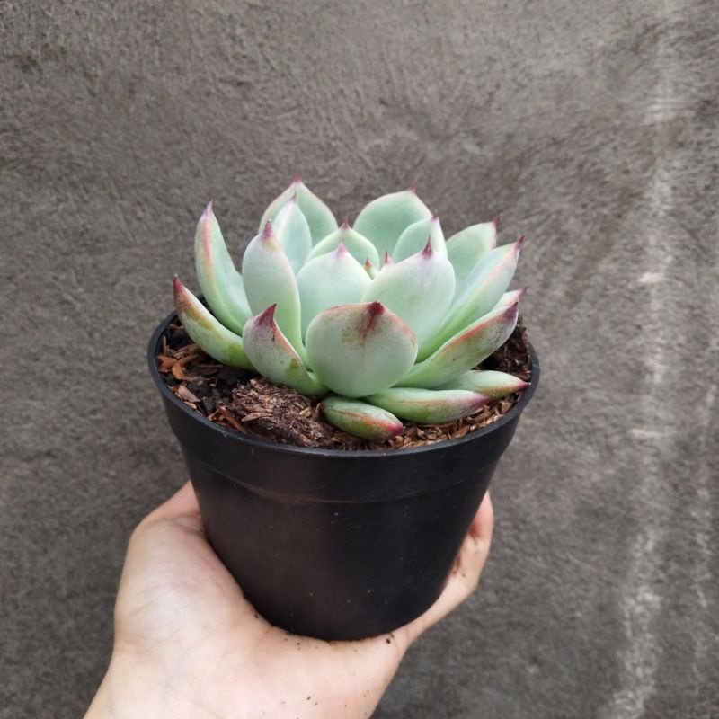 Echeveria Chihuahuaensis | DP 10 Cm | Sukulen