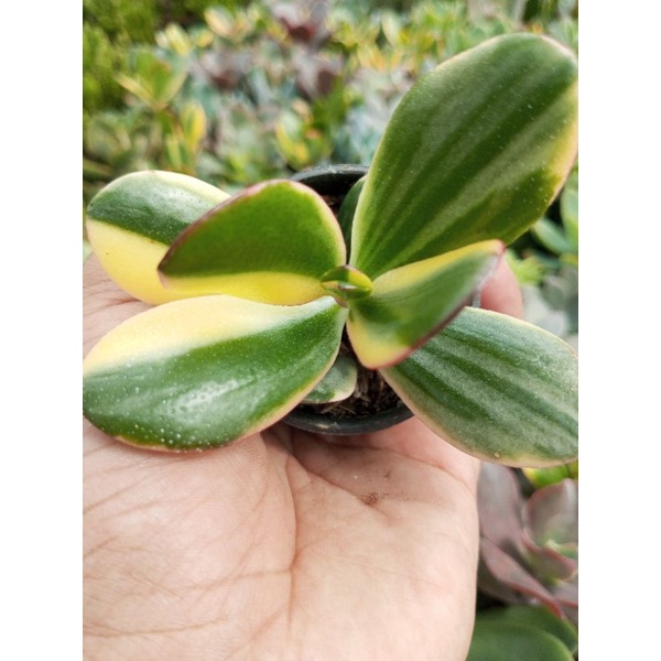 Sukulen Jade Plant Variegata