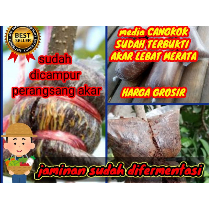 media cangkok tinggal pakai sudah dikasih perangsang akar