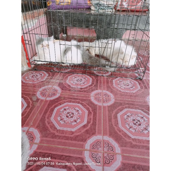 peaknose bluevan (jantan)