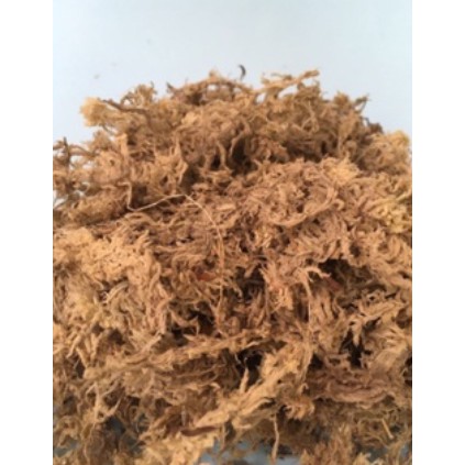MOSS SPHAGNUM IMPORT 50GR chili mos putih spagnum lumut hutan kering media tanam anggrek carnivora