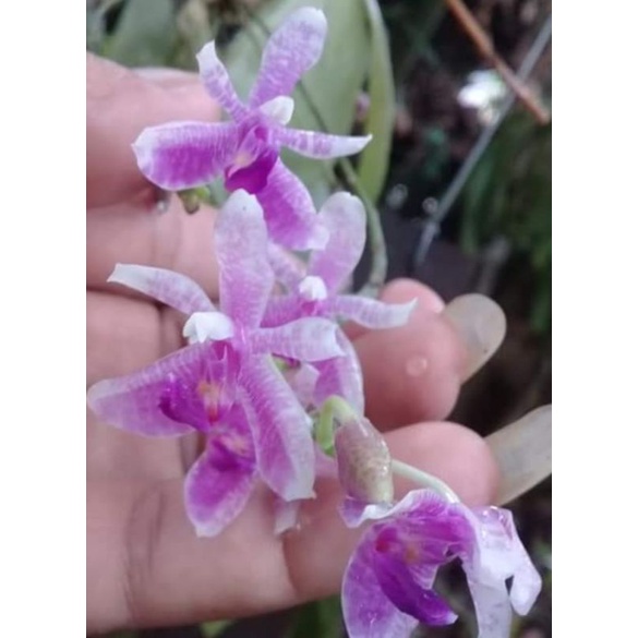 Phalaenopsis modesta