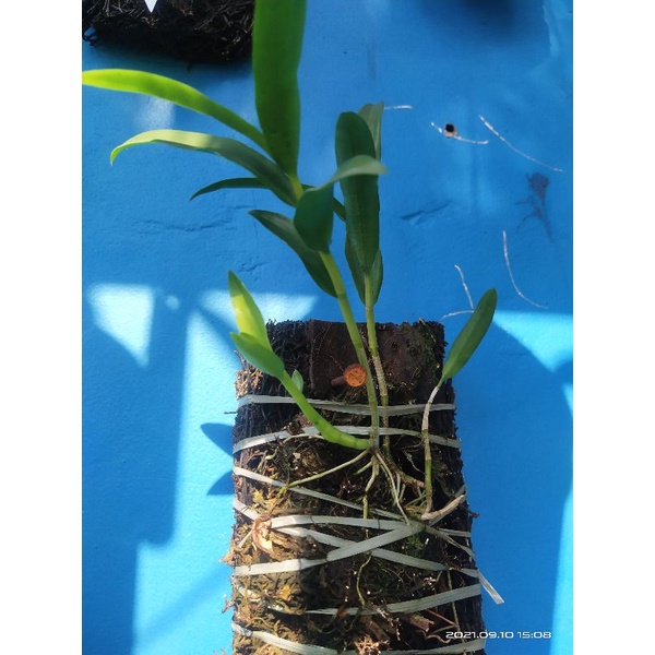 dendrobium leporinum