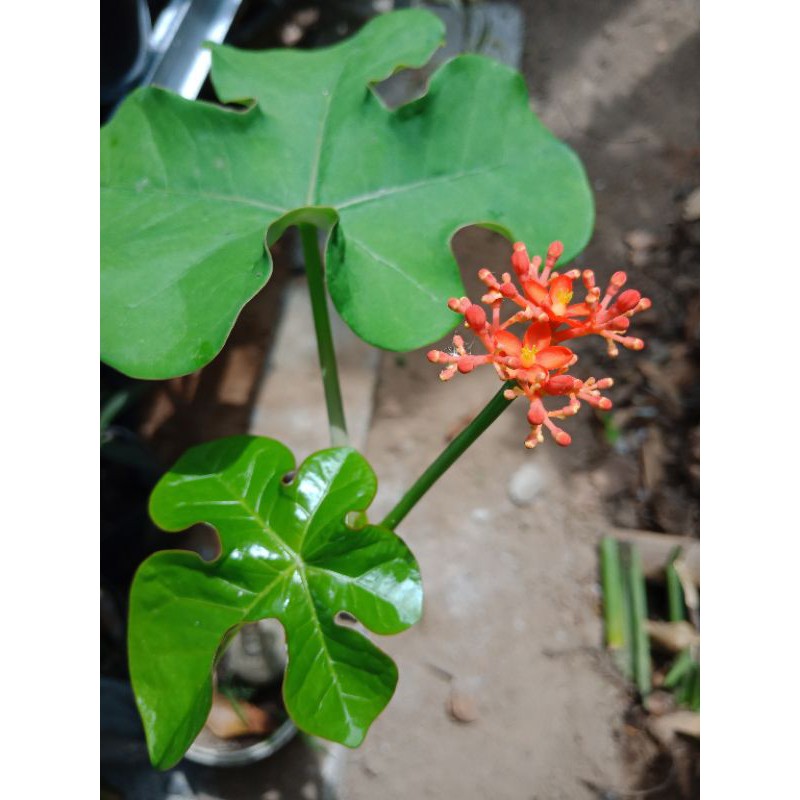 Tanaman Hias Jarak Botol