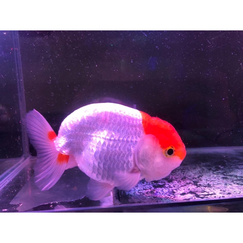 Ikan Mas Koki Ranchu Thailand