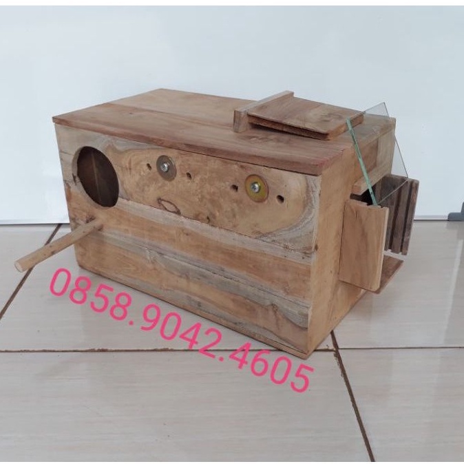 Glodok falk cockatiel penempatan kanan tempel kanan