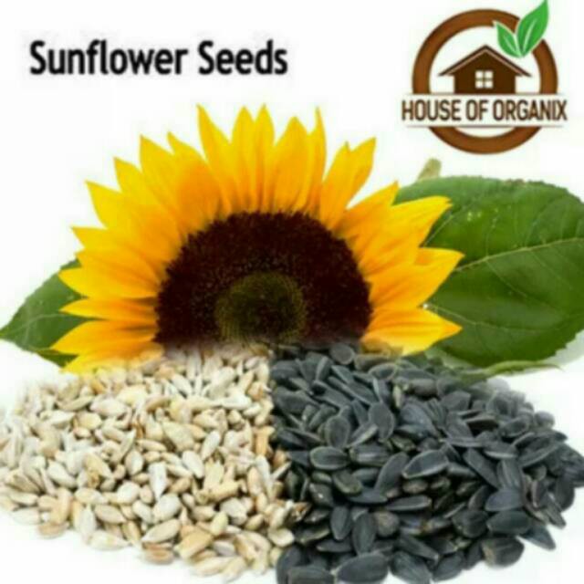 

Sunflower Seeds (Biji Bunga Matahari) atau Kuaci 250Gr sehat, murah