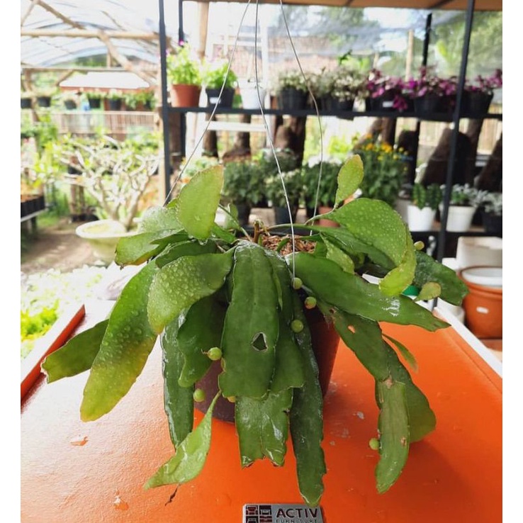 Wijaya Kusuma Tasbih