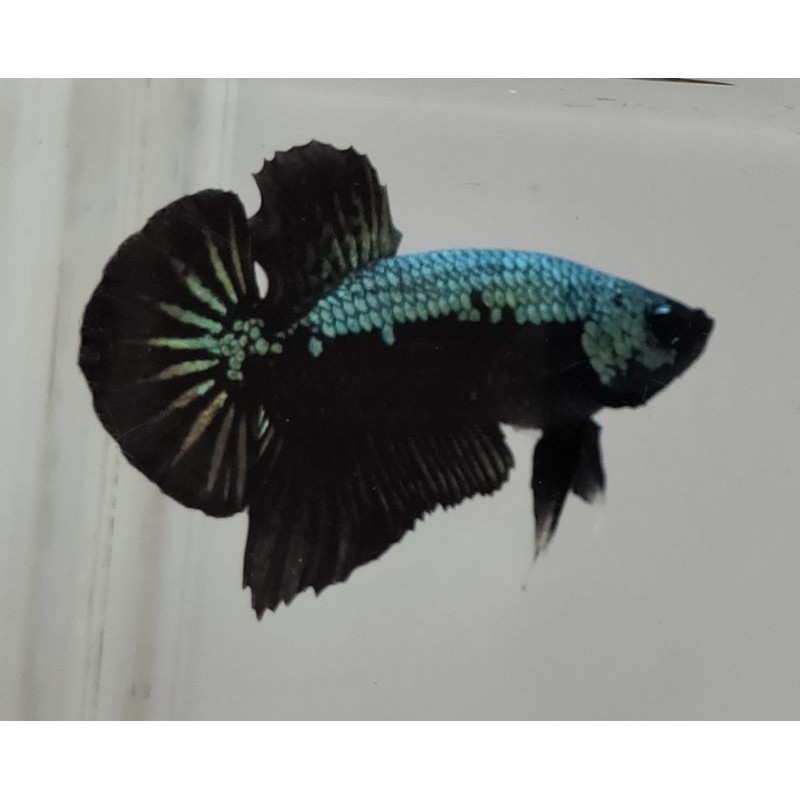 Cupang Black Samurai Sepasang Jantan Betina