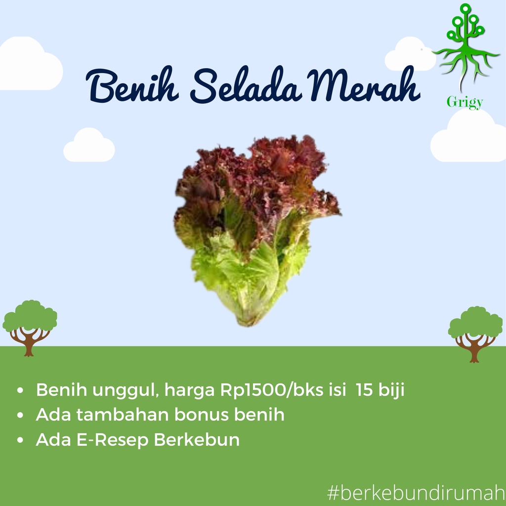 BENIH SELADA MERAH, BIJI SELADA MERAH, BIJI SELADA