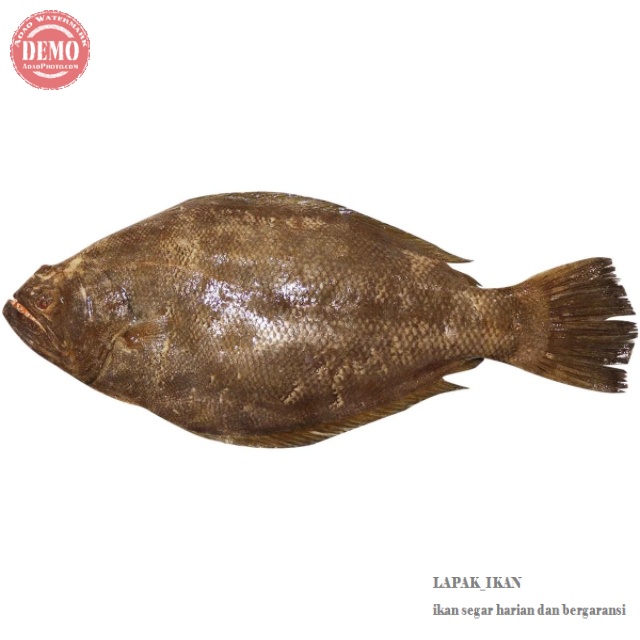 

Ikan Sebelah Segar 1Kg / Hasil Laut Segar Fresh Dan Bergaransi