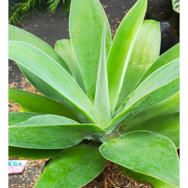 Giant suculent, siklok, Tanaman siklok