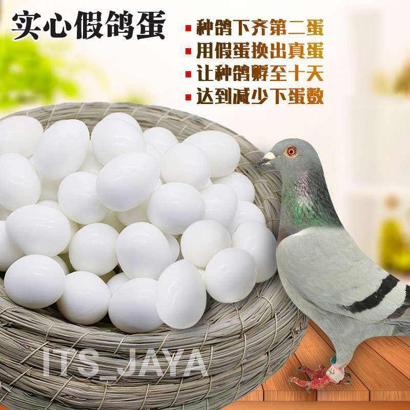 TELUR BURUNG MERPATI SIMULASI | TELUR PALSU MERPATI | TELUR MAINAN BURUNG MERPATI