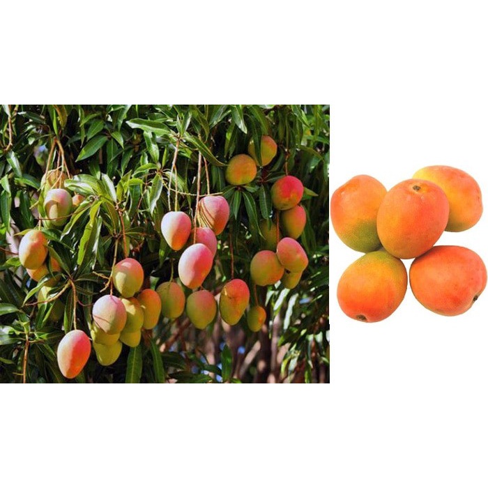 BIBIT TANAMAN BUAH MANGGA GEDONG GINCU