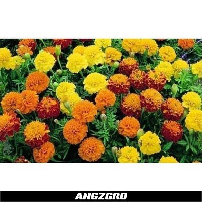 

Benih Bunga Marigold Perfect Mixed 1 gr