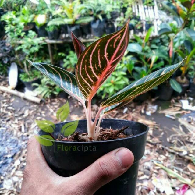 Tanaman hias aglonema fried of sumatera/aglonema merah sumatra