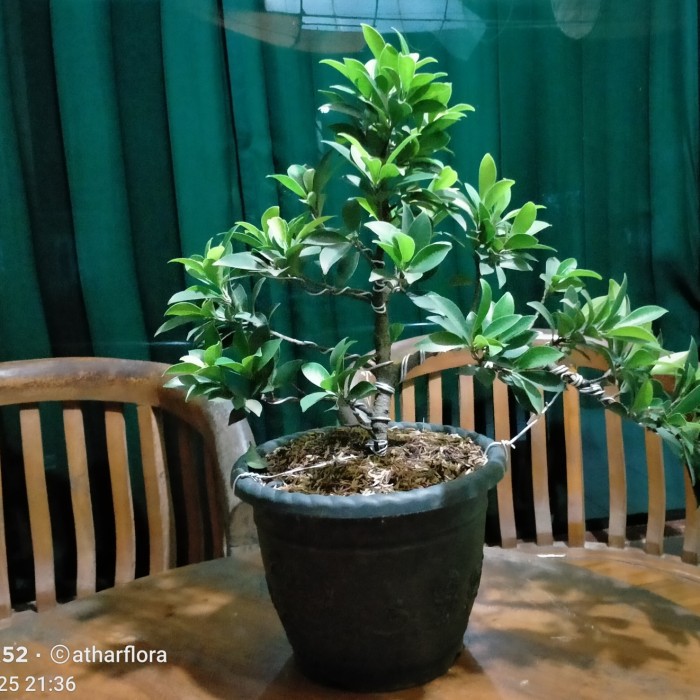 Bonsai Beringin Elegan – pohon bonsai beringin doar daun lancip – bonsai beringin sudah di bentuk