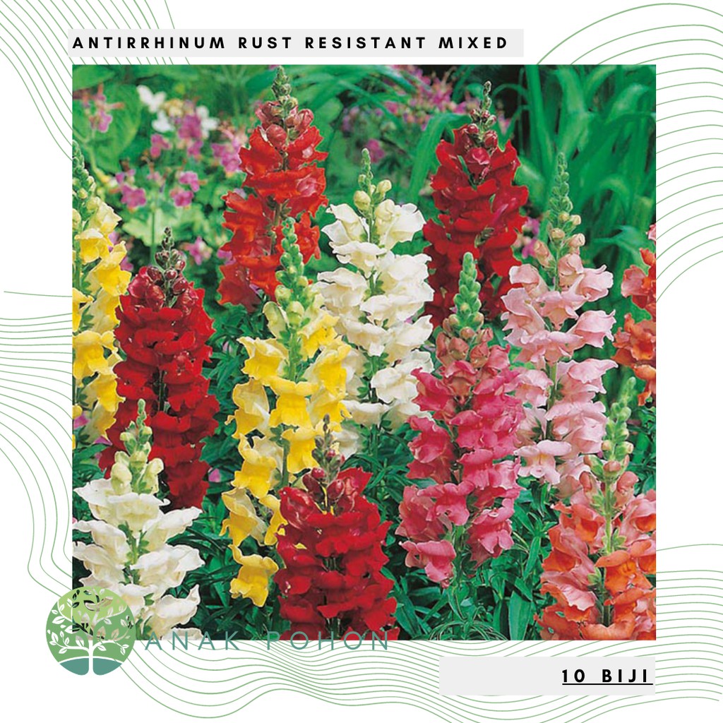 Benih Bibit Biji - Bunga Antirrhinum Rust Resistant Mixed Flower Seeds - IMPORT