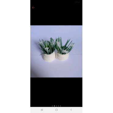 HIASAN AQUARIUM MINI RUMPUT BINTANG PUTIH