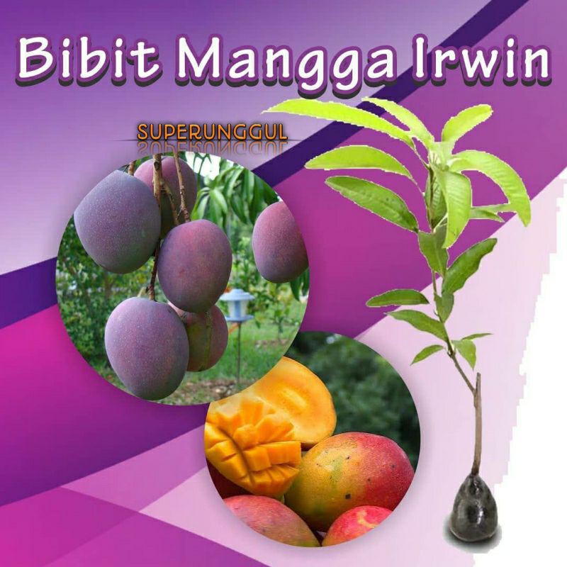 Bibit Mangga Irwin Super Manis Bisa Cod