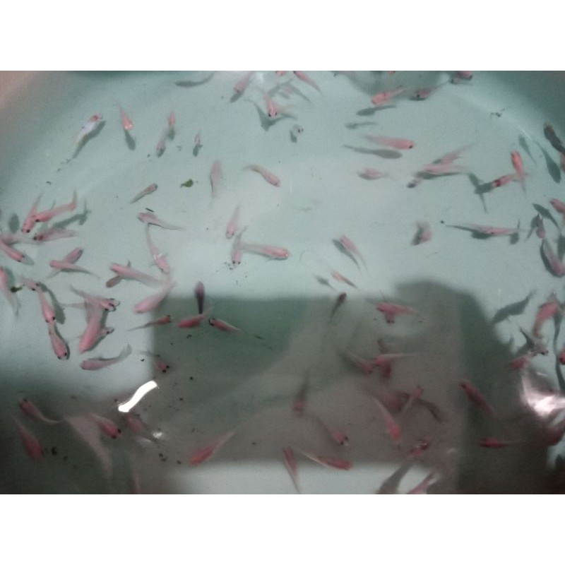 ikan cupang cello multi