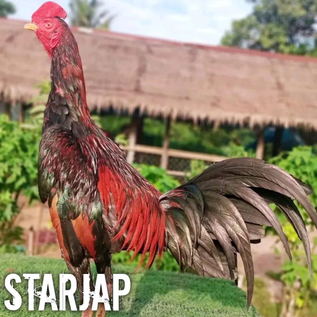 ayam bangkok super pama rambong mix gostan telur fertil