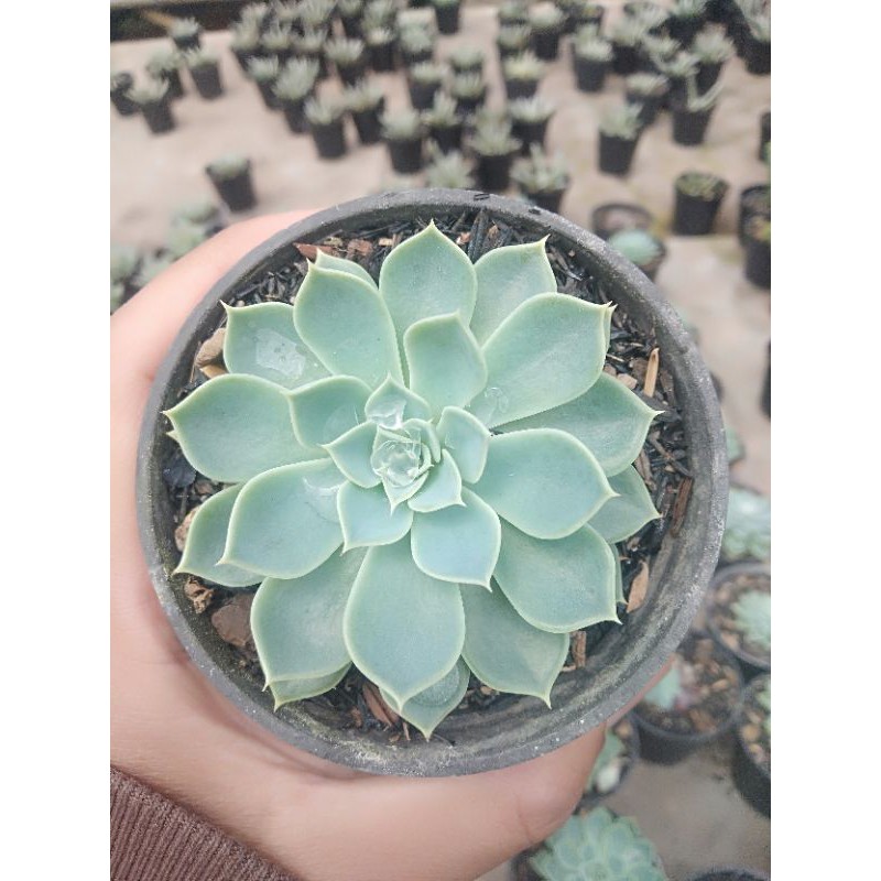 Kaktus sukulen echeveria scunda