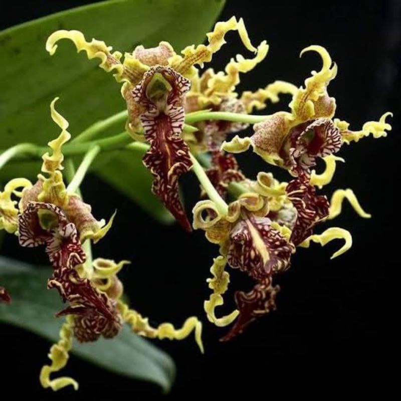 bibit botol anggrek spesies dendrobium spectabile/anggrek botolan spectabile