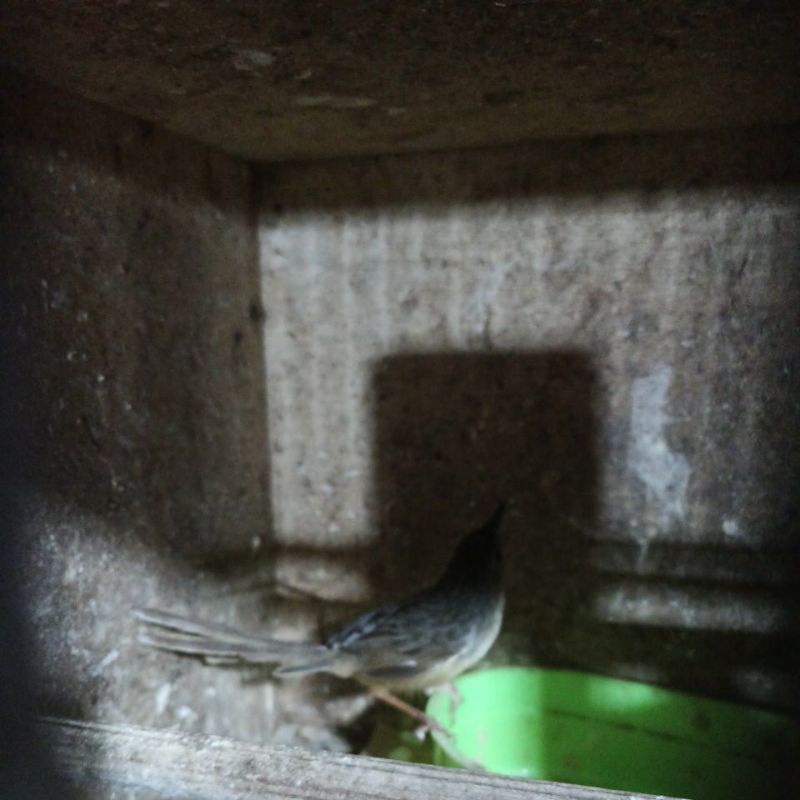 Burung cigun bahan jantan pilihan