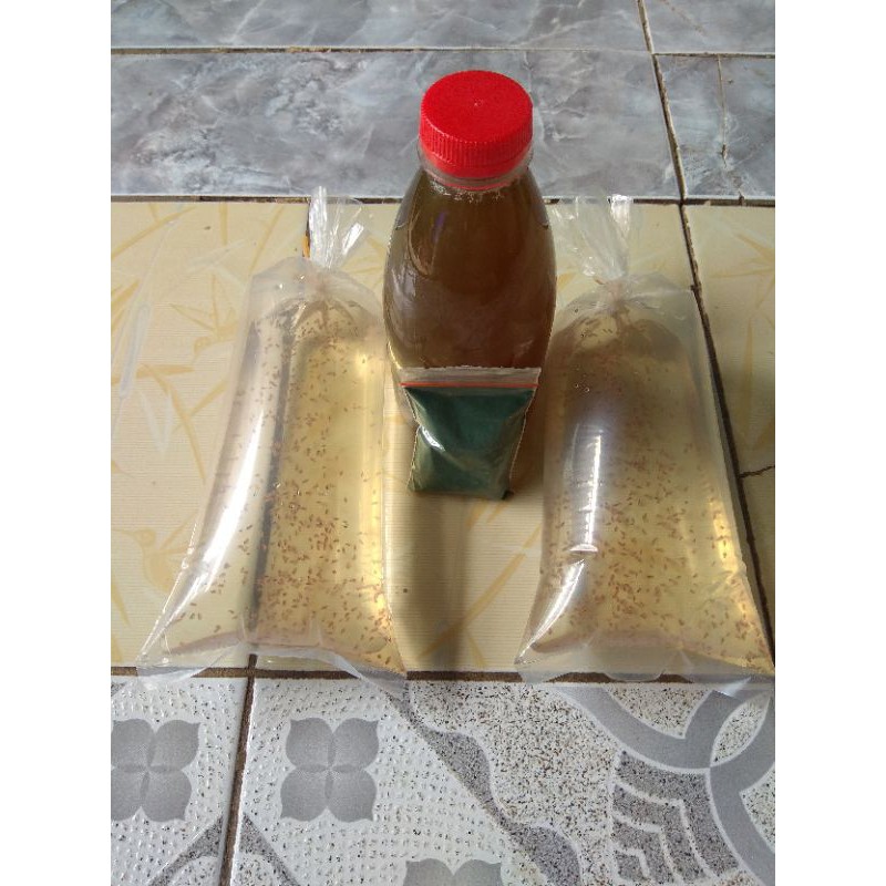 Kutu Air Raksasa Daphnia Magna