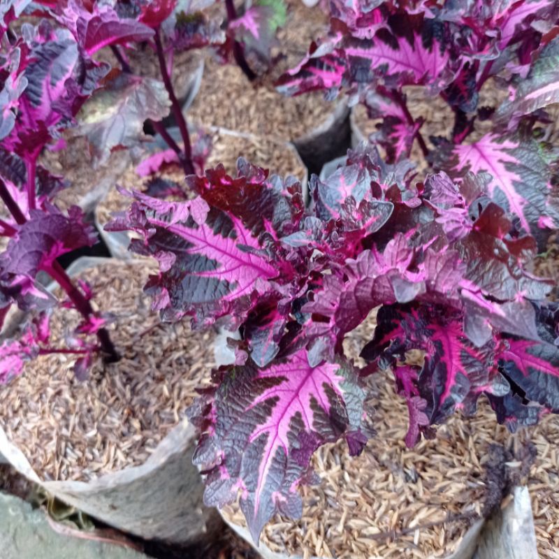 Tanaman Hias Miana Ekor Naga Ungu, Miana Ekor Naga Ungu