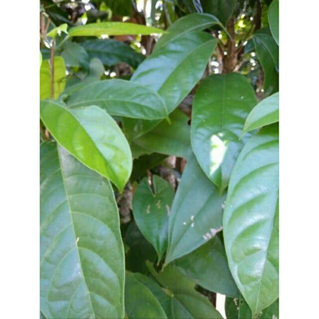

Daun hantap fres segar 500gram
