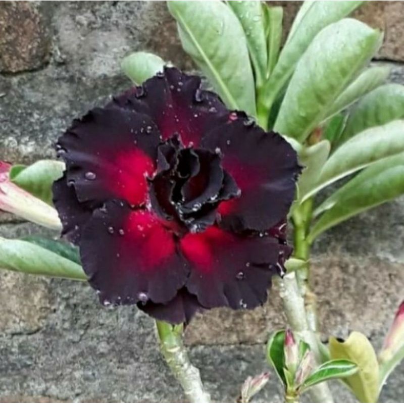 Jual Pohon Tanaman Hias Bunga Adenium Black Widow Bunga Tumpuk Bisa Cod Shopee Indonesia