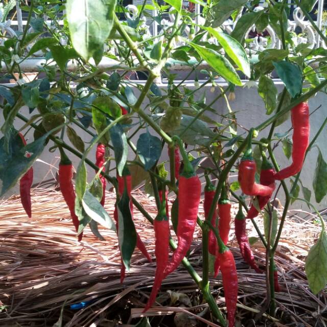 Benih bibit cabe besar Tanjung 100 butir benih