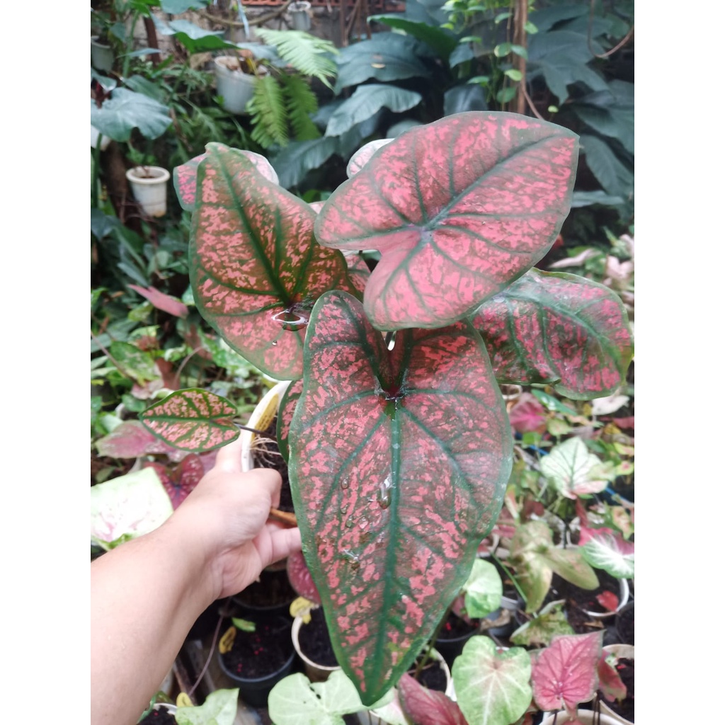 Size Remaja Keladi Green Seven Luck Tanpa Pot