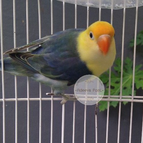 Burung Lovebird Biola Pb Vio / Violet Sable