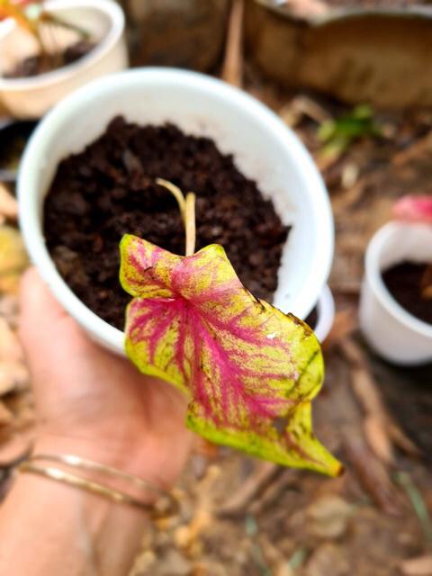 Caladium Whorton,bibit Caladium ,keladi Hias