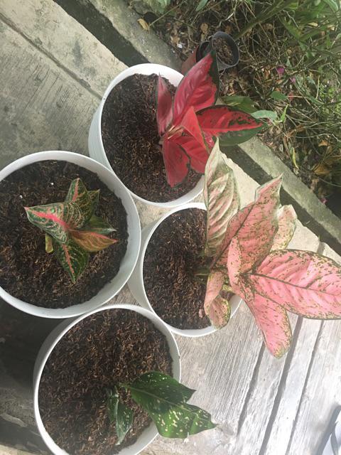 Aglonema Ruby Super Pink